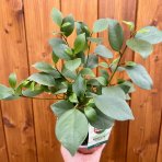 Fikus ženšenový (Ficus microcarpa) ‘GINSENG RETUSA’ - výška 15-20 cm, Ø 20-30 cm, kont. C1L